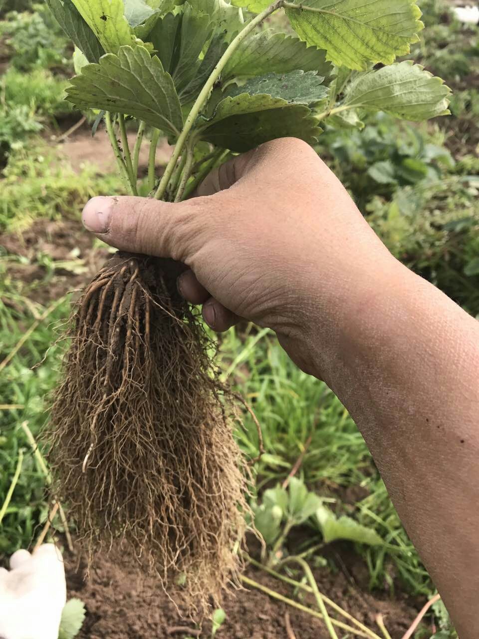 湘潭蒙特瑞草莓草莓苗基地