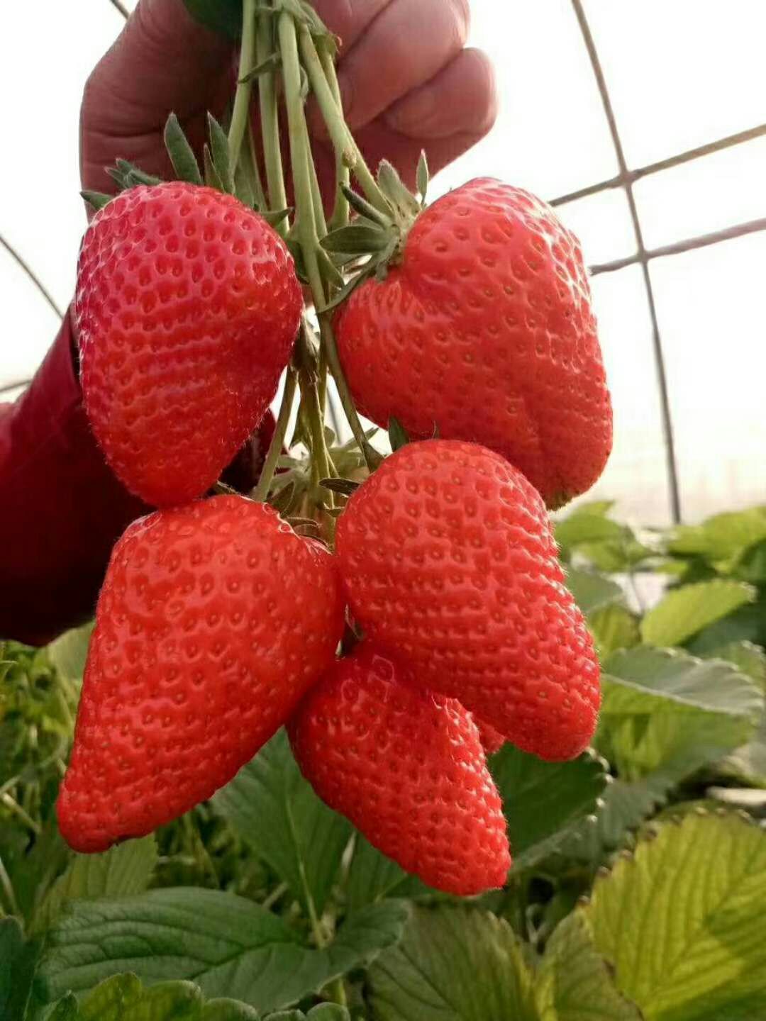 淮安新草莓苗育苗基地
