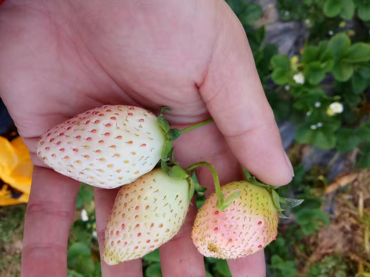 忠县雪蜜草莓苗超甜品种