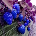 防城港红珍珠草莓苗好成活图片5