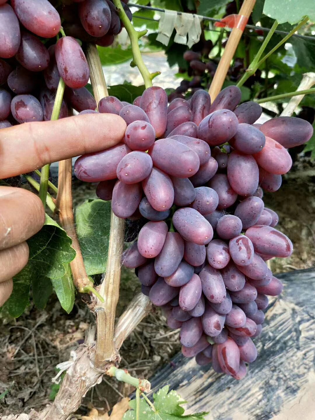 江蘇黑提葡萄苗好成活