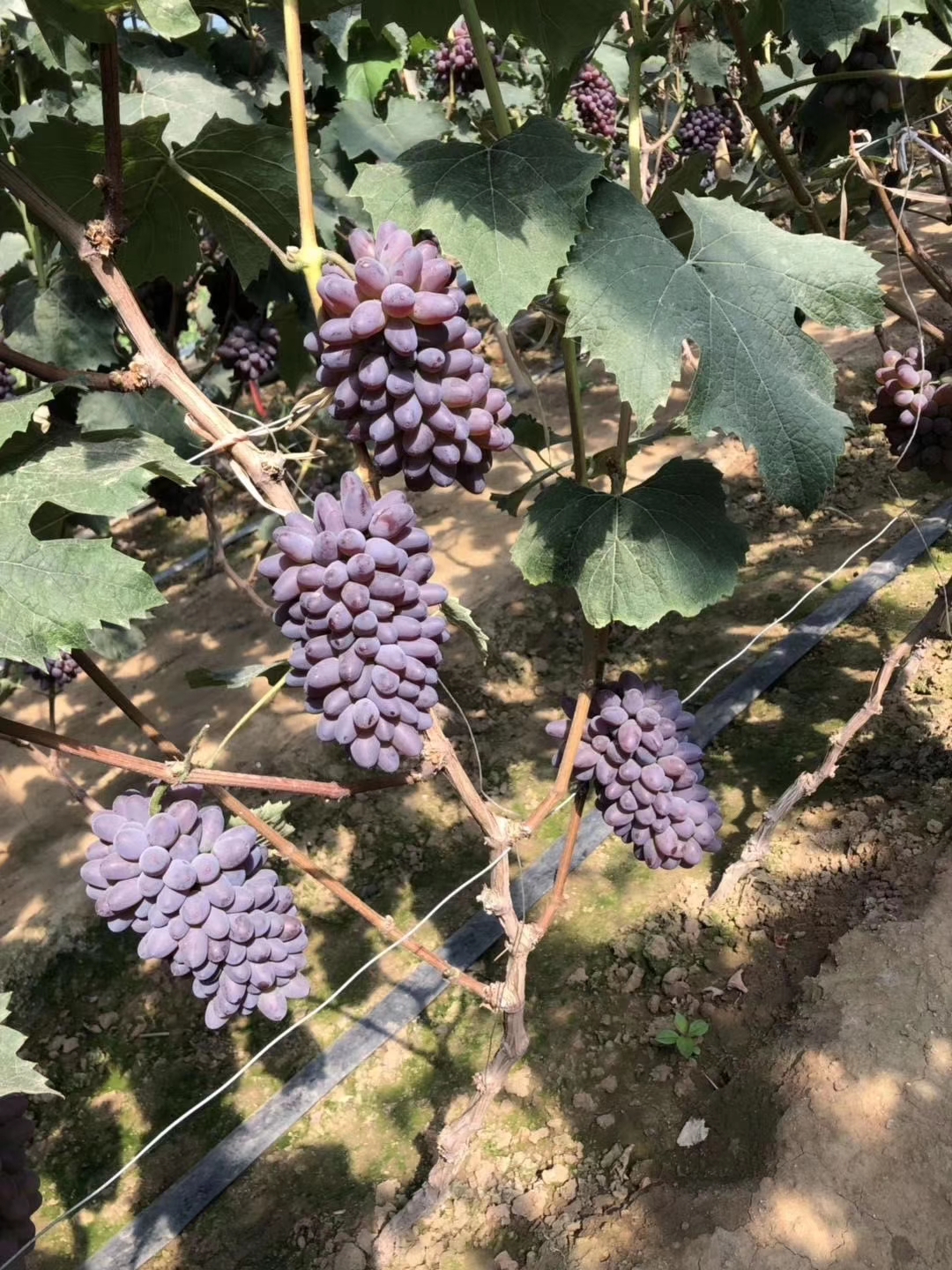 江蘇黑提葡萄苗好成活