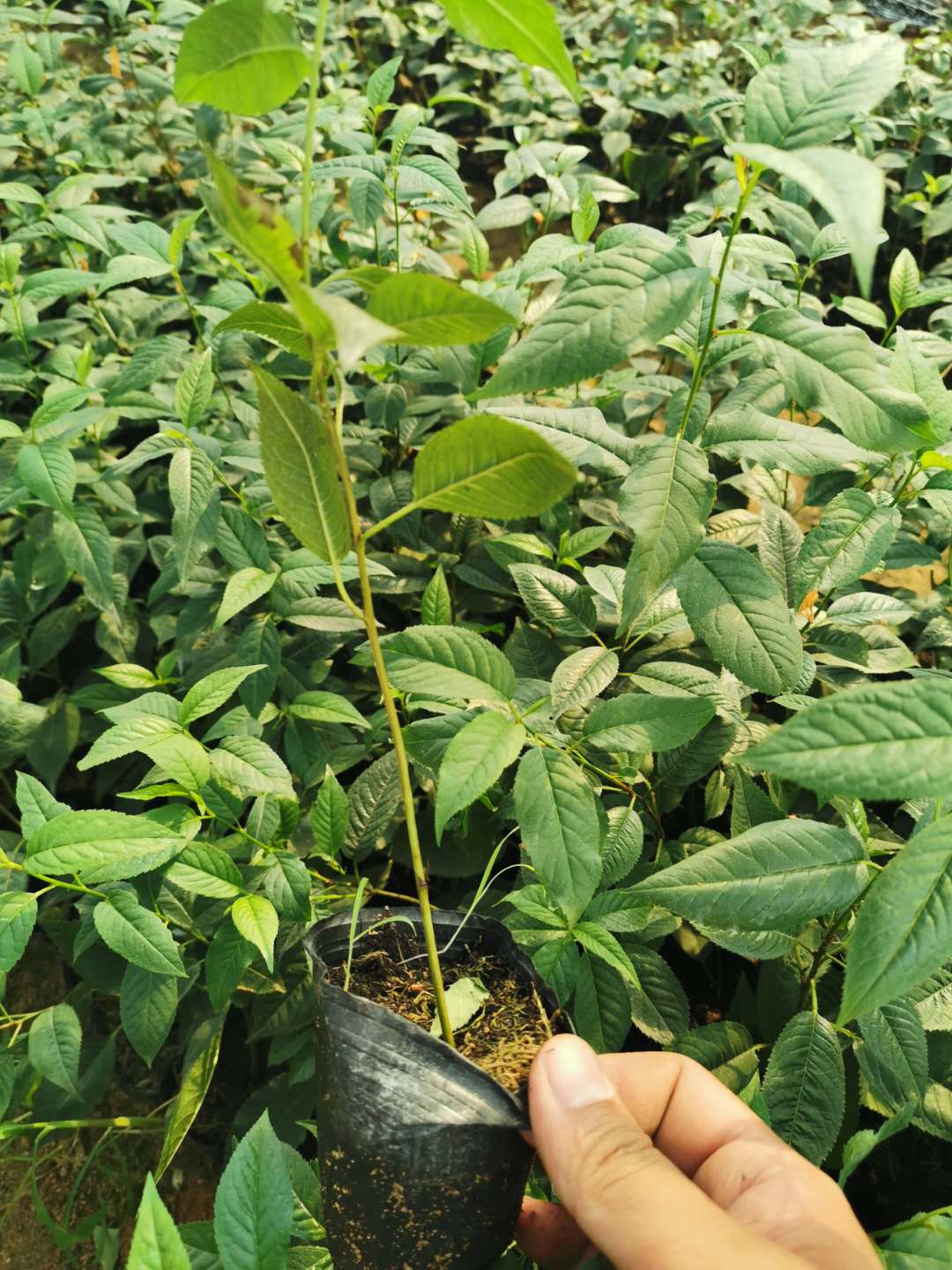 斯坦勒樱桃樱桃苗繁育厂,品种全