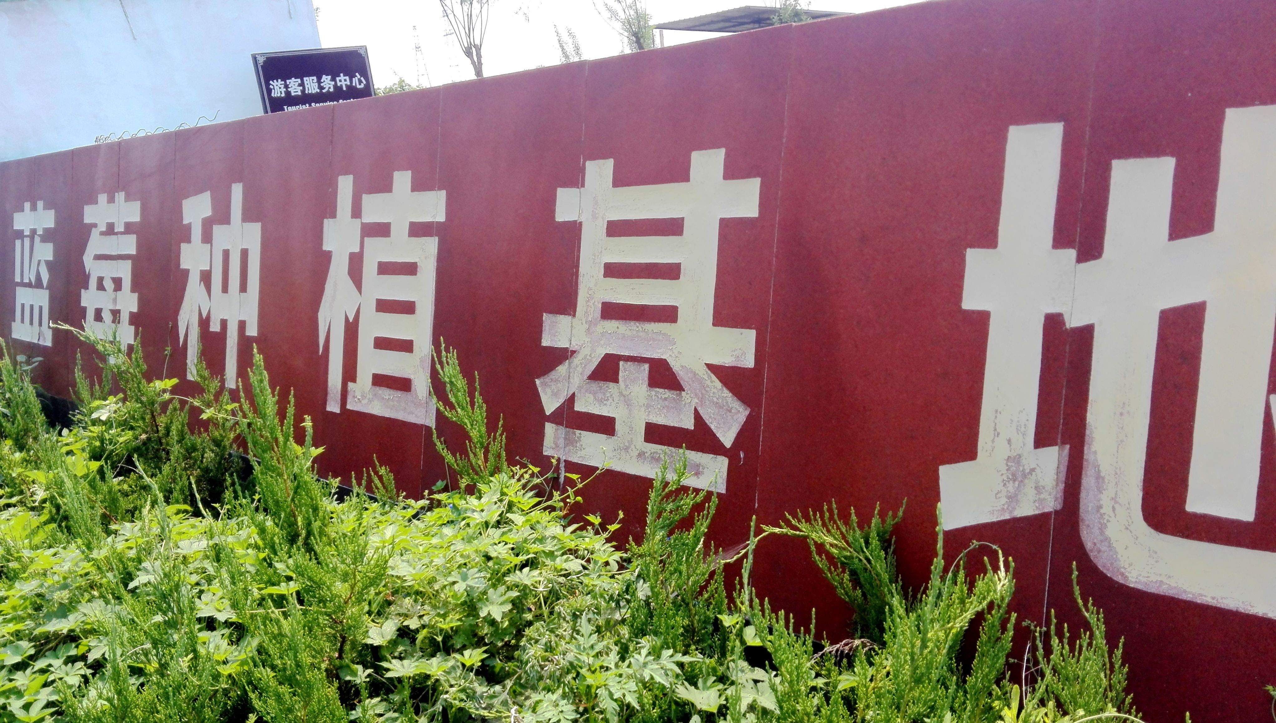 新疆北春 藍(lán)莓苗易成活
