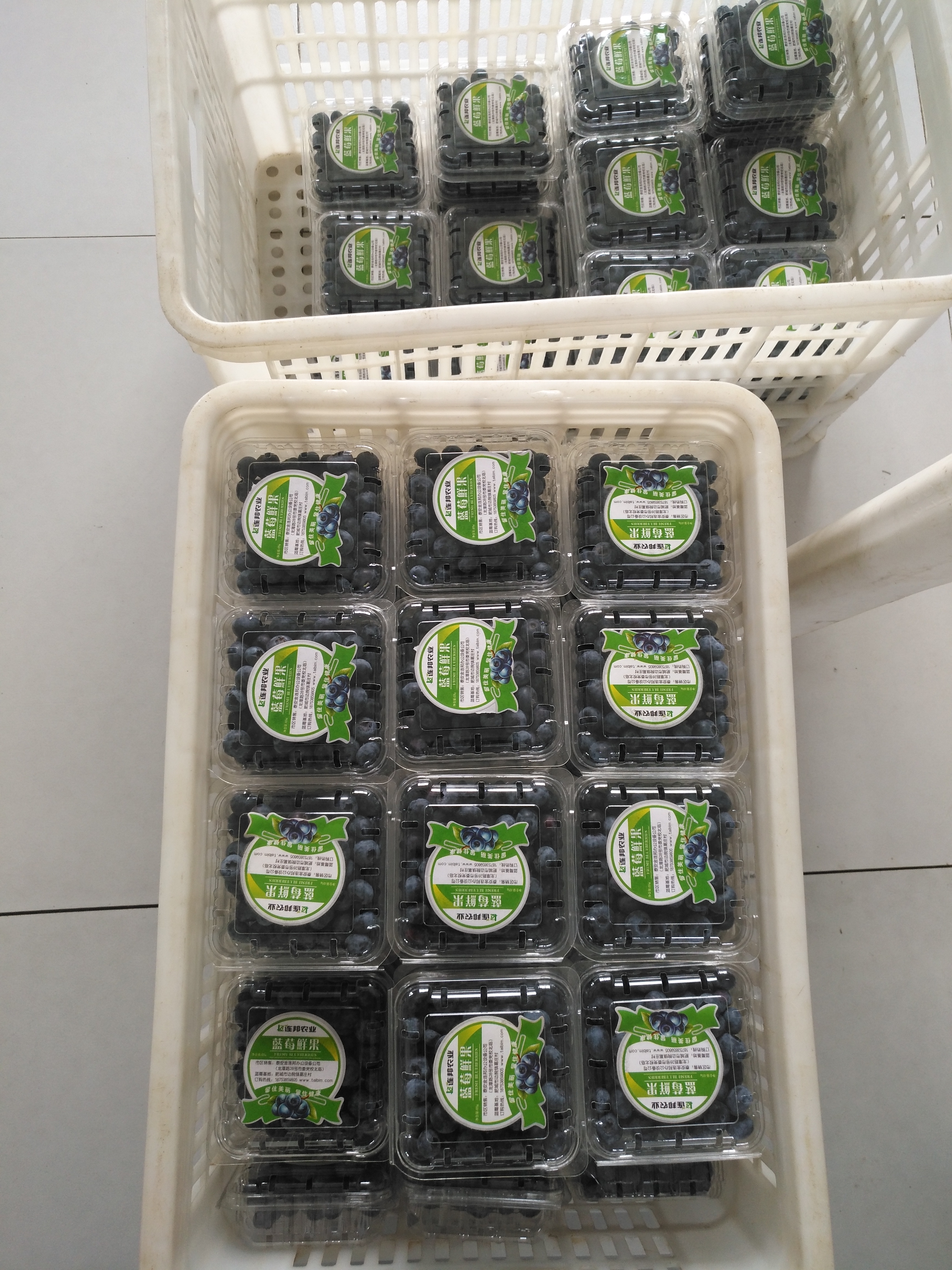河南燦爛 藍(lán)莓苗超甜品種
