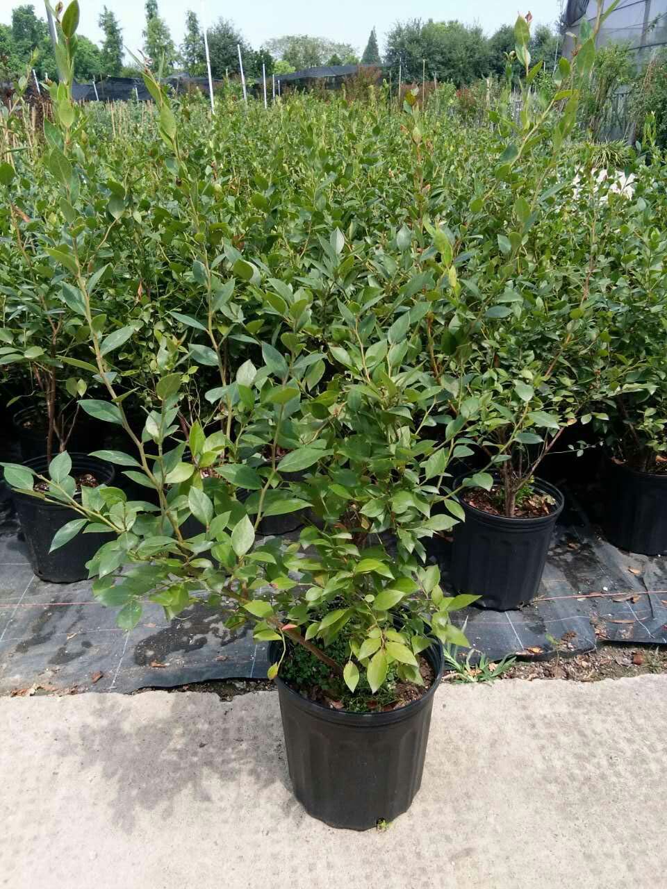 廣東園藍 藍莓苗脫毒苗