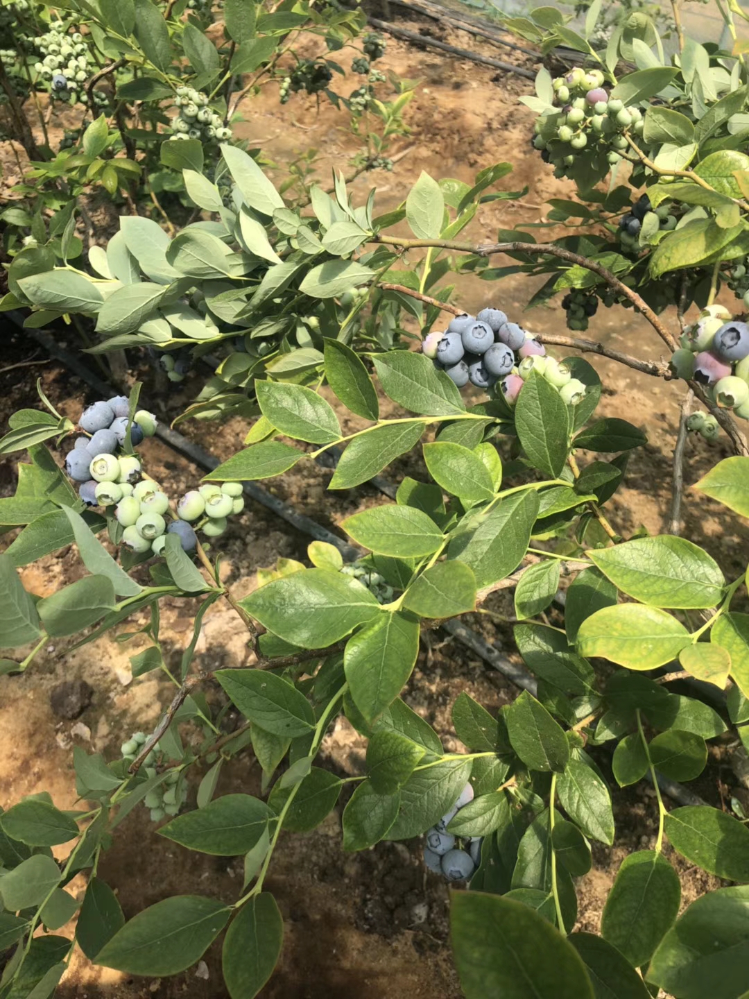 新疆北春 藍(lán)莓苗易成活