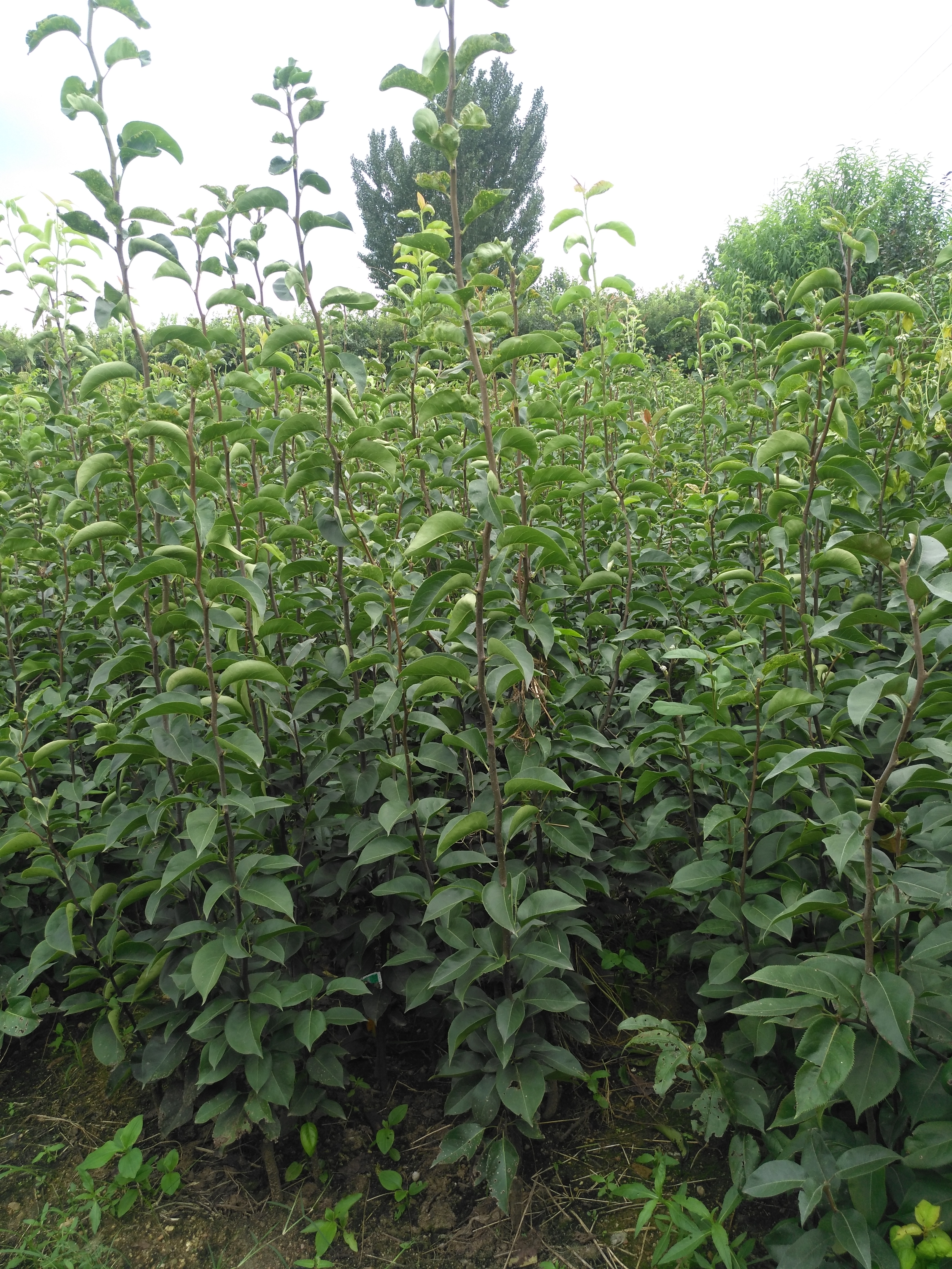 華碩蘋果苗批發(fā)優(yōu)惠，包成活