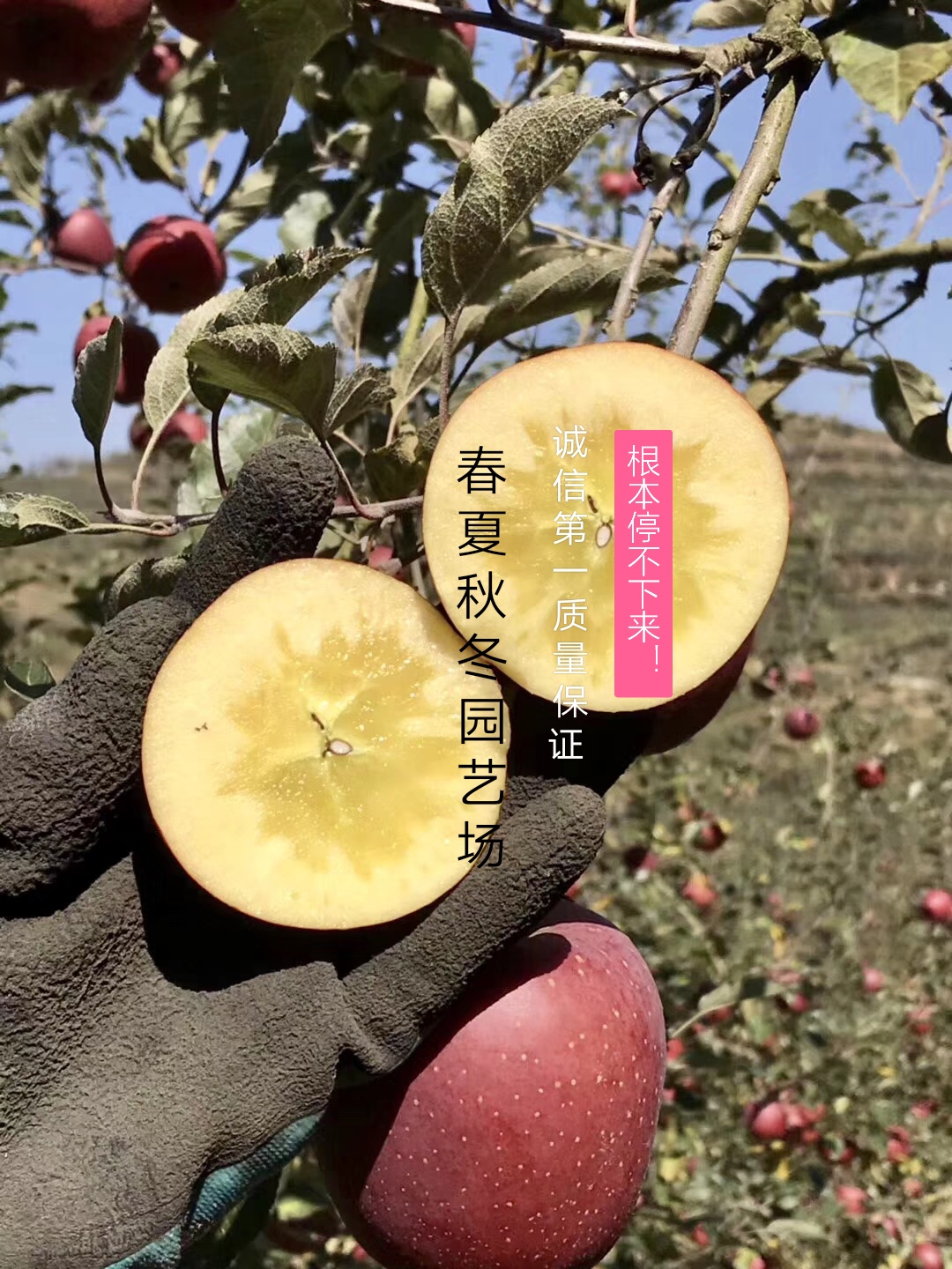 紅紫菜蘋果苗免費(fèi)指導(dǎo)種植技術(shù)，成活率高