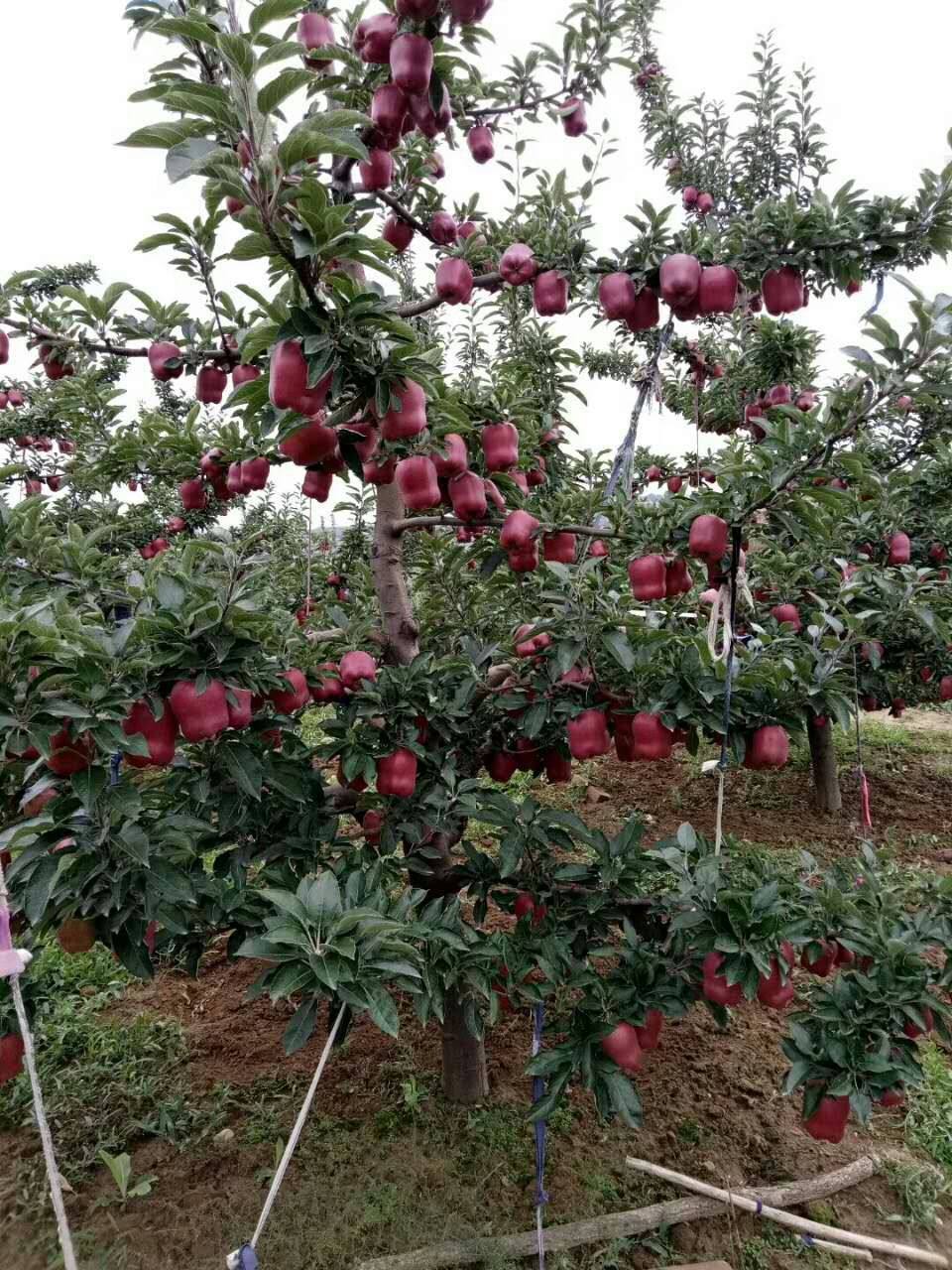 紅紫菜蘋(píng)果苗基地選苗，基地現(xiàn)貨