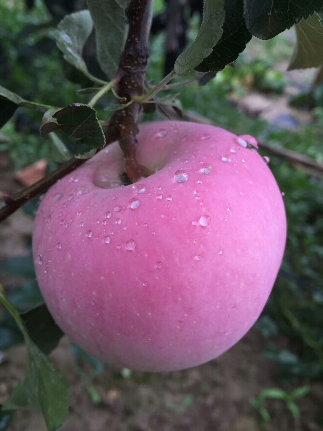 瑞香红苹果苗	批发优惠，树苗批发基地