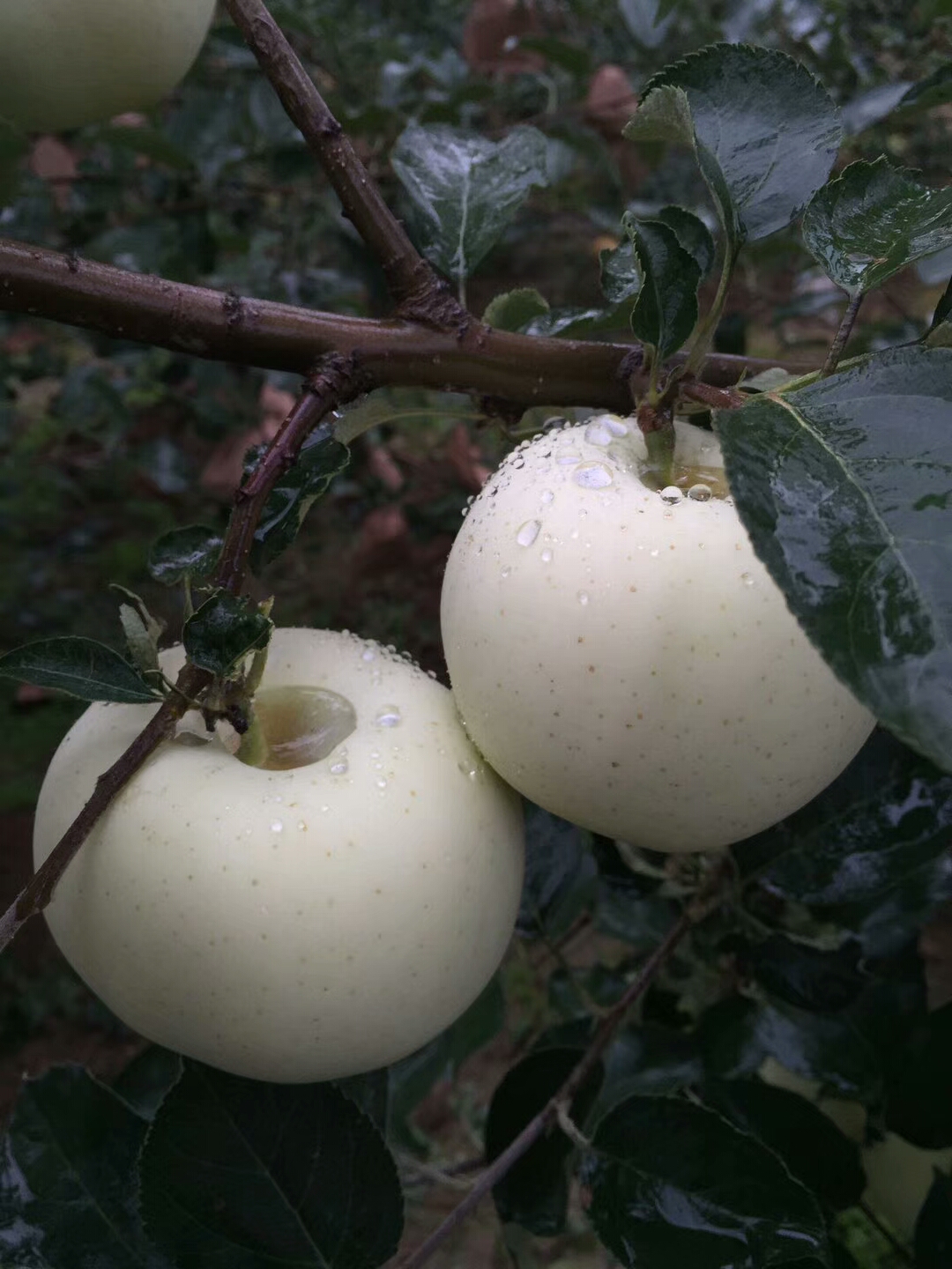 紅紫菜蘋果苗免費(fèi)指導(dǎo)種植技術(shù)，成活率高