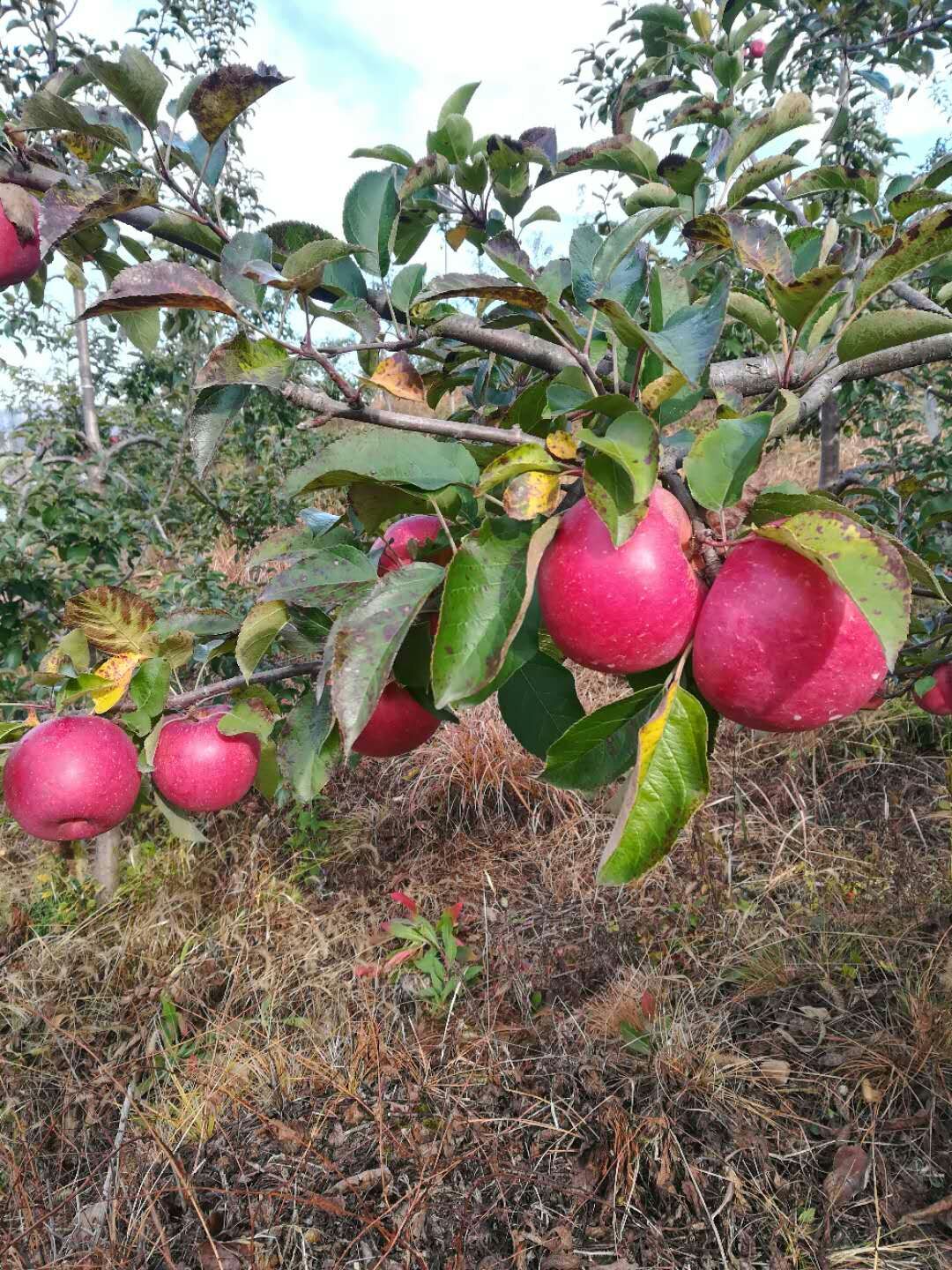 麦露西苹果苗品种全，包成活