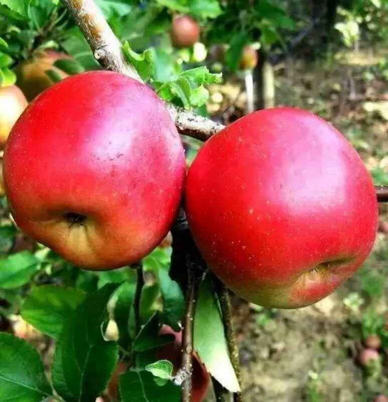 紅紫菜蘋(píng)果苗品種全，包成活