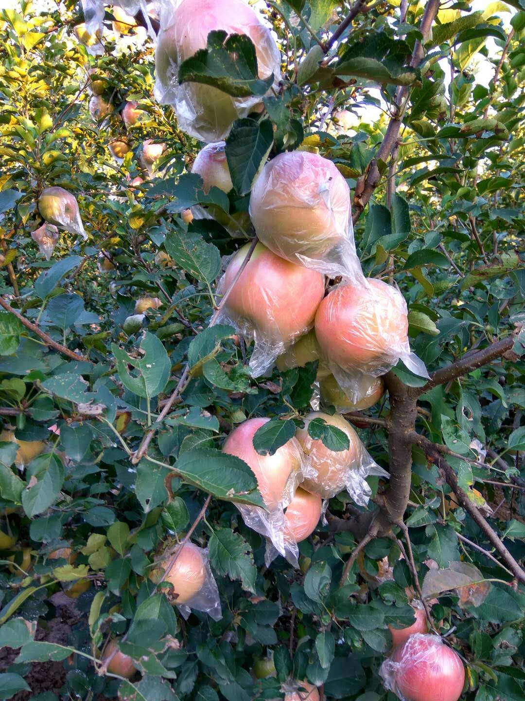 瑞香红苹果苗	批发优惠，树苗批发基地