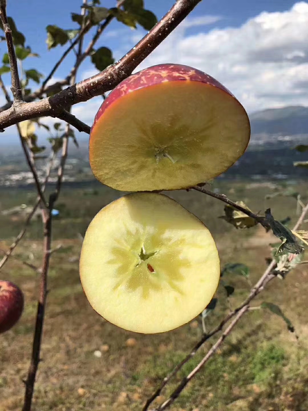 瑞香红苹果苗	批发价格，现挖现卖