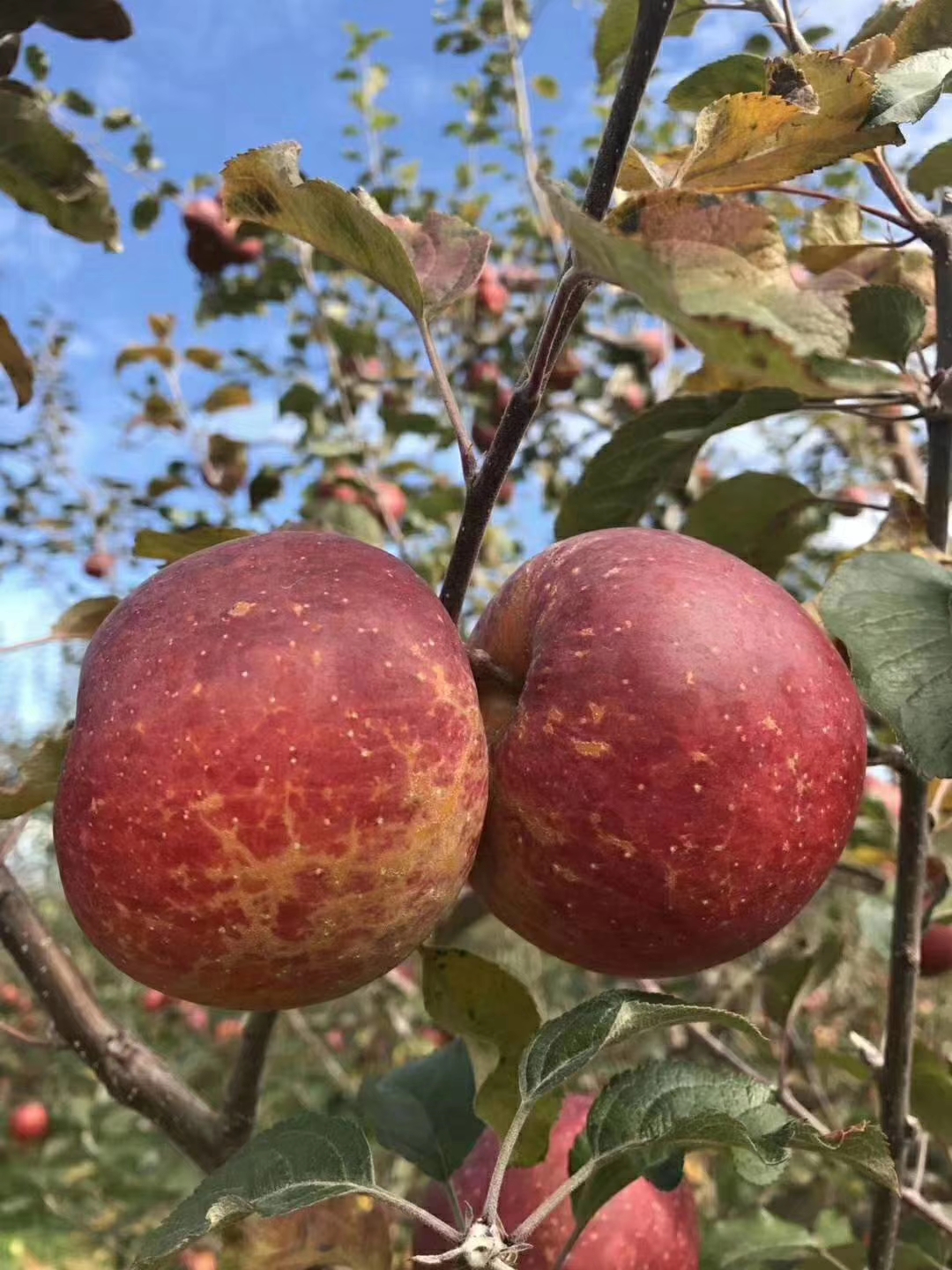 麦露西苹果苗品种全，包成活