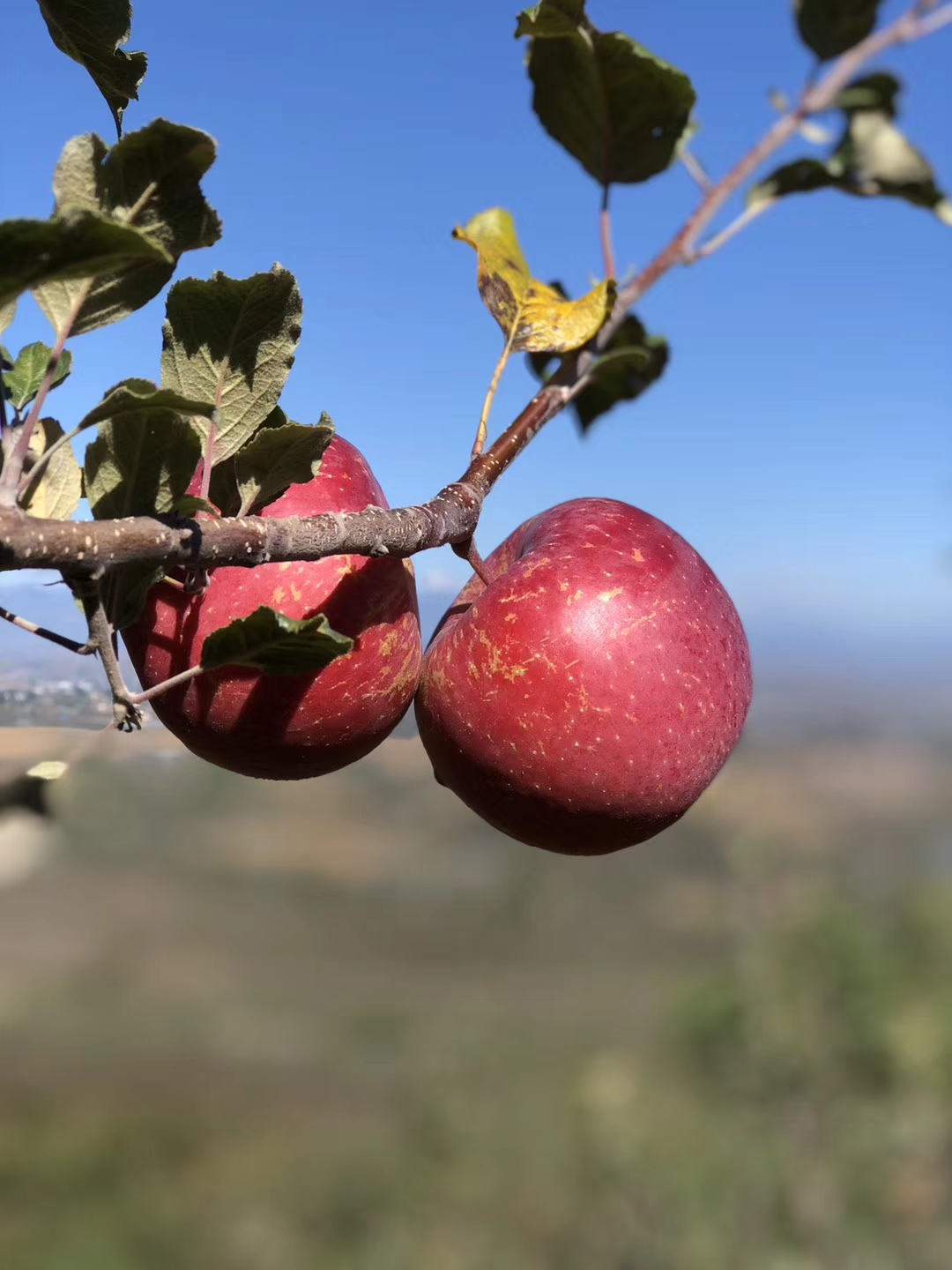 紅紫菜蘋(píng)果苗基地選苗，基地現(xiàn)貨