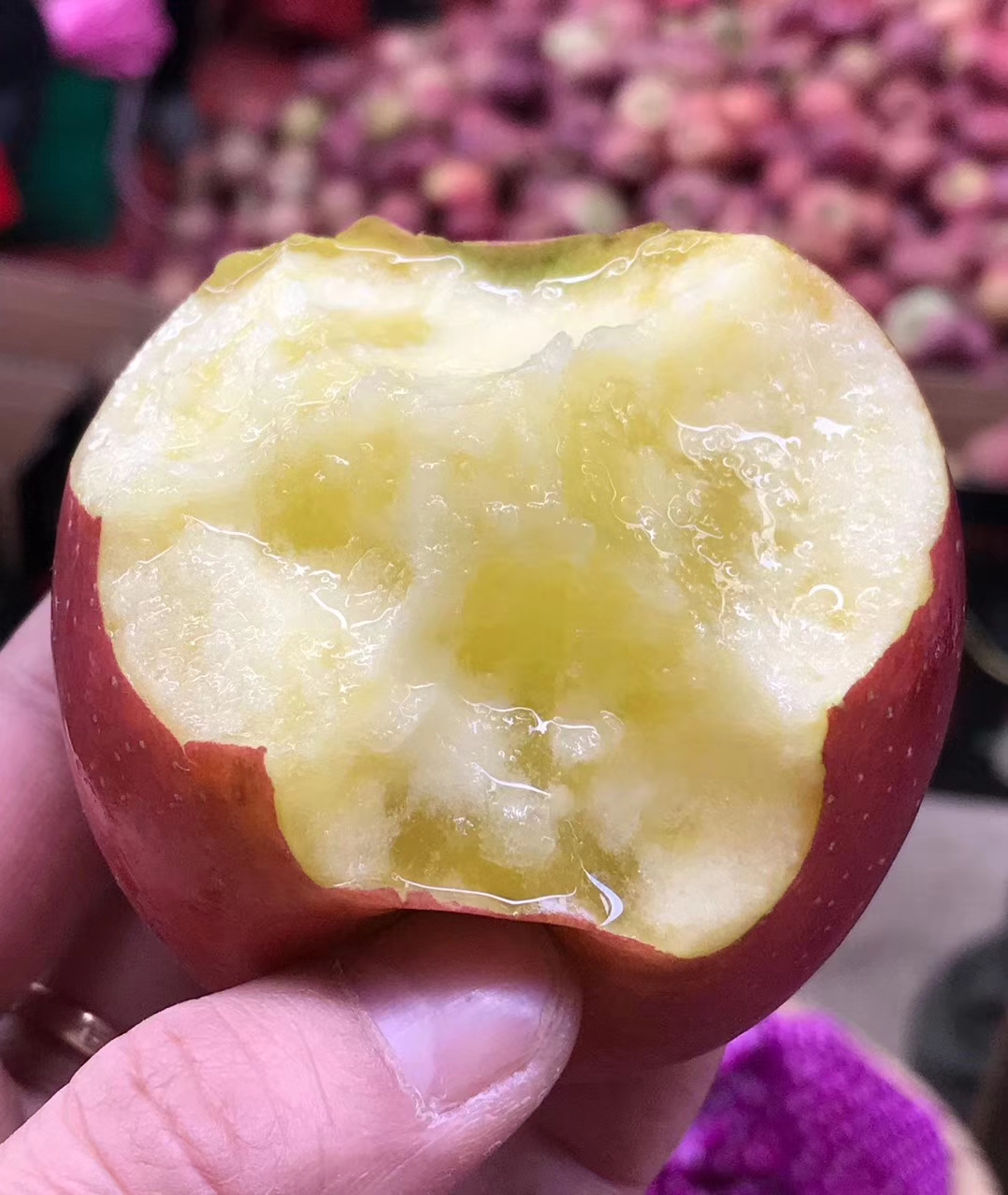 華碩蘋果苗批發(fā)優(yōu)惠，包成活