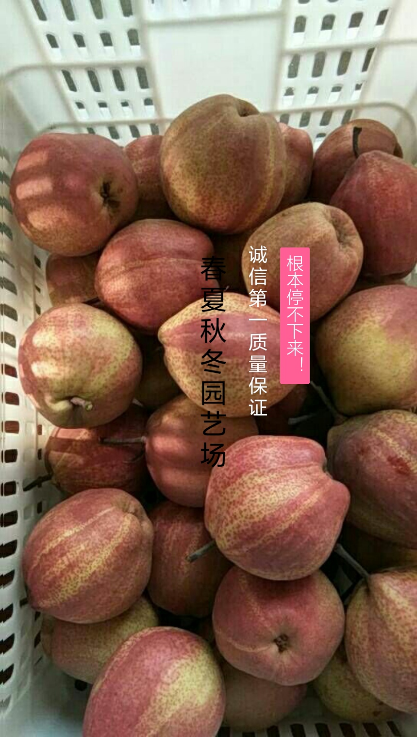天王梨梨樹苗脫毒苗，免費指導種植技術
