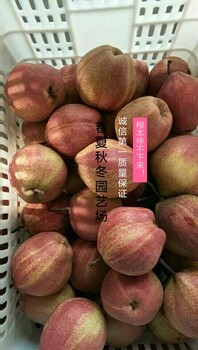 丑梨	梨树苗脱毒苗，品种全