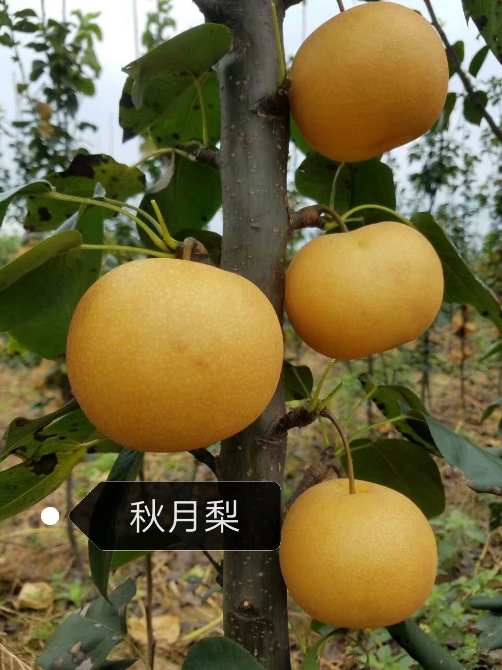 翠玉梨梨樹苗種植技術(shù)，基地選苗