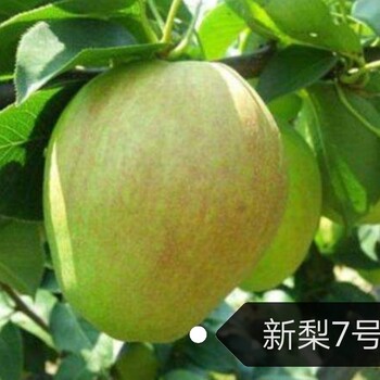 翠玉梨梨樹苗脫毒苗，批發(fā)優(yōu)惠