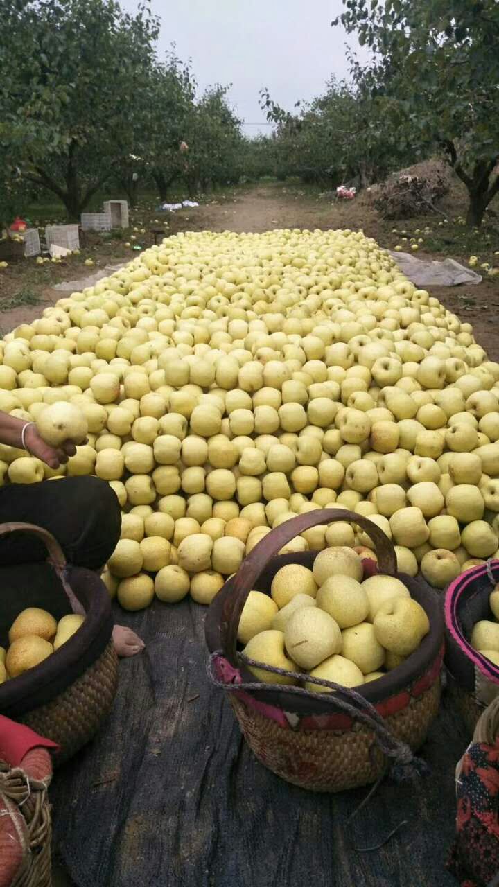 天王梨梨樹苗管理，基地選苗