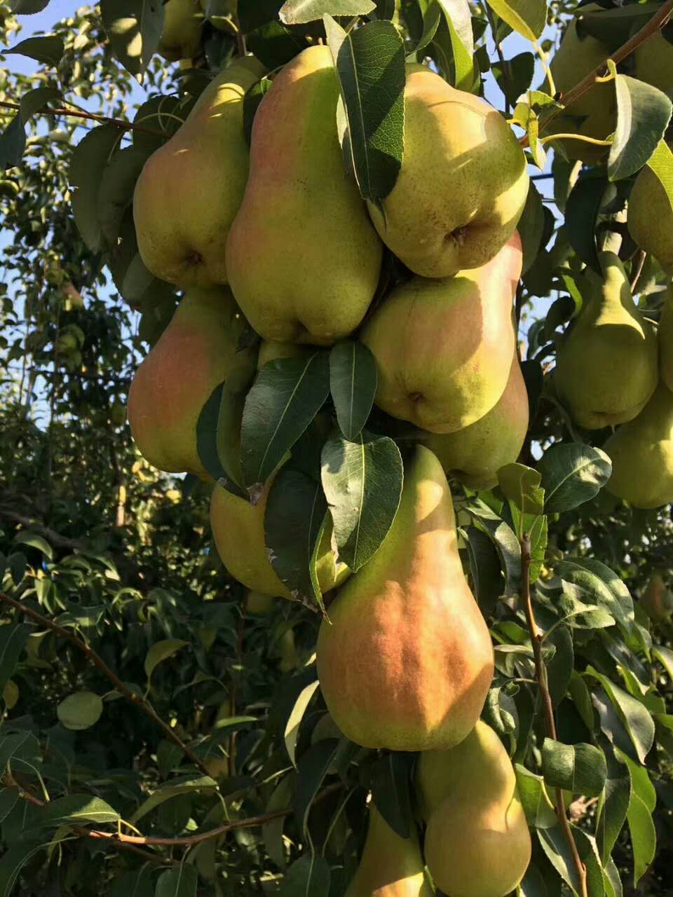天王梨梨樹苗管理，基地選苗