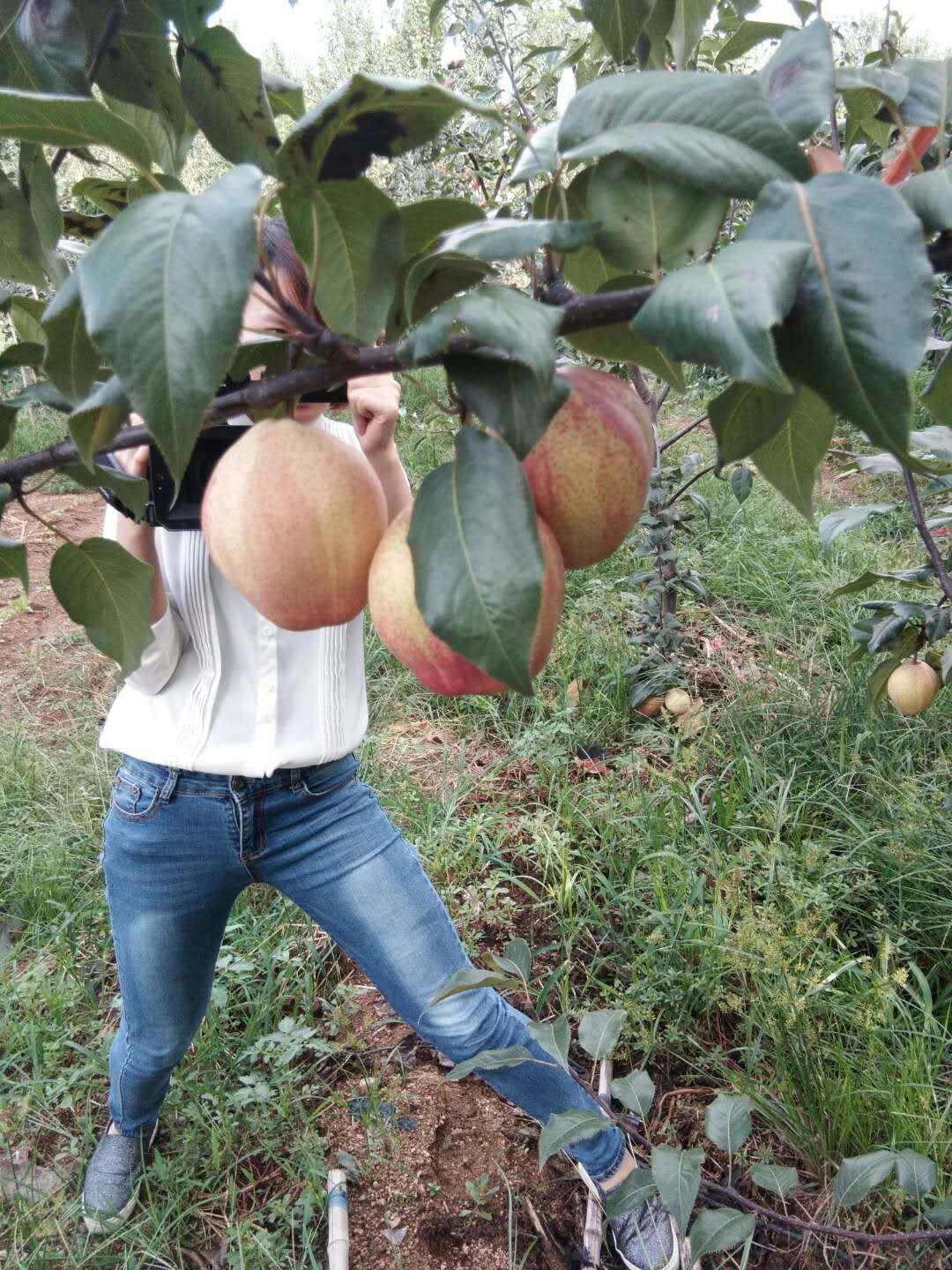 好本號(hào)梨樹(shù)苗技術(shù)，免費(fèi)指導(dǎo)種植技術(shù)
