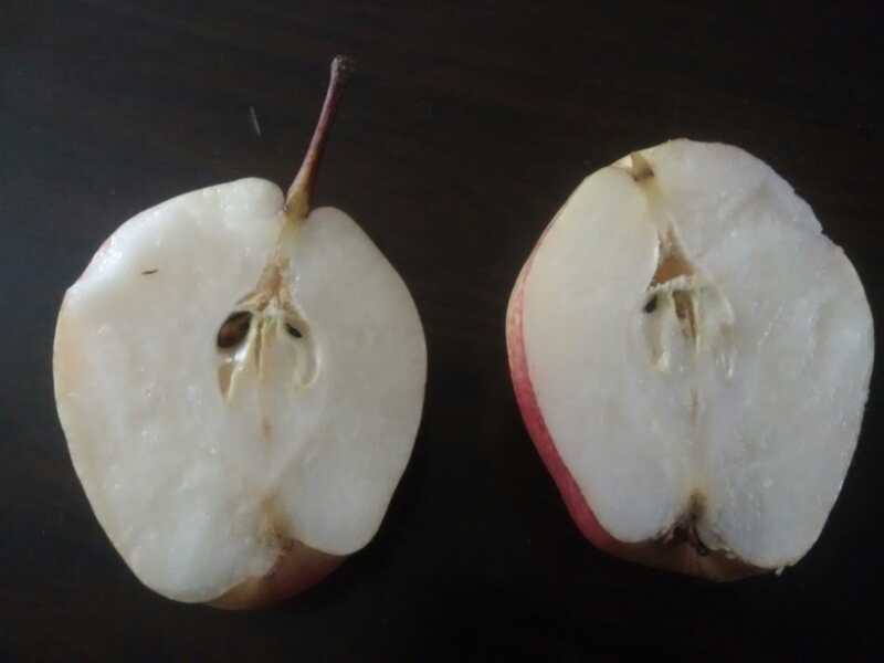 好本號(hào)梨樹苗脫毒苗，品種全