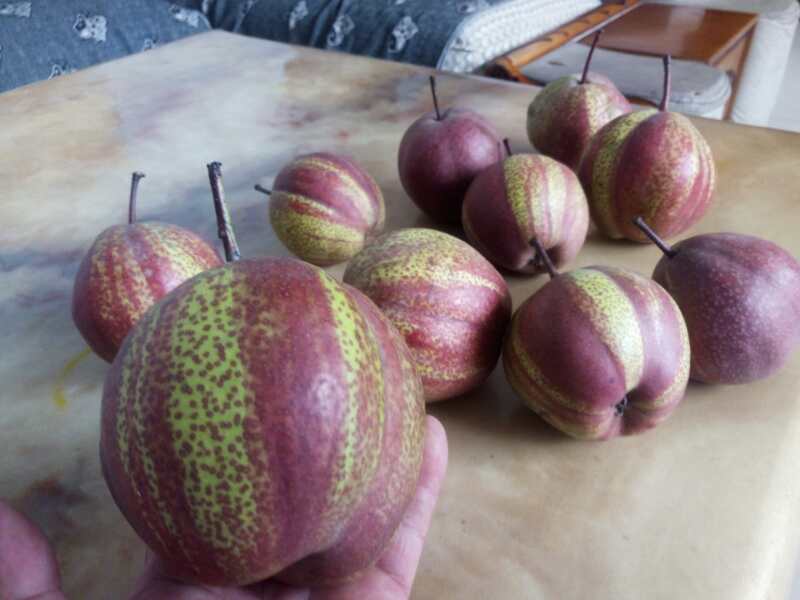 好本號(hào)梨樹苗脫毒苗，品種全