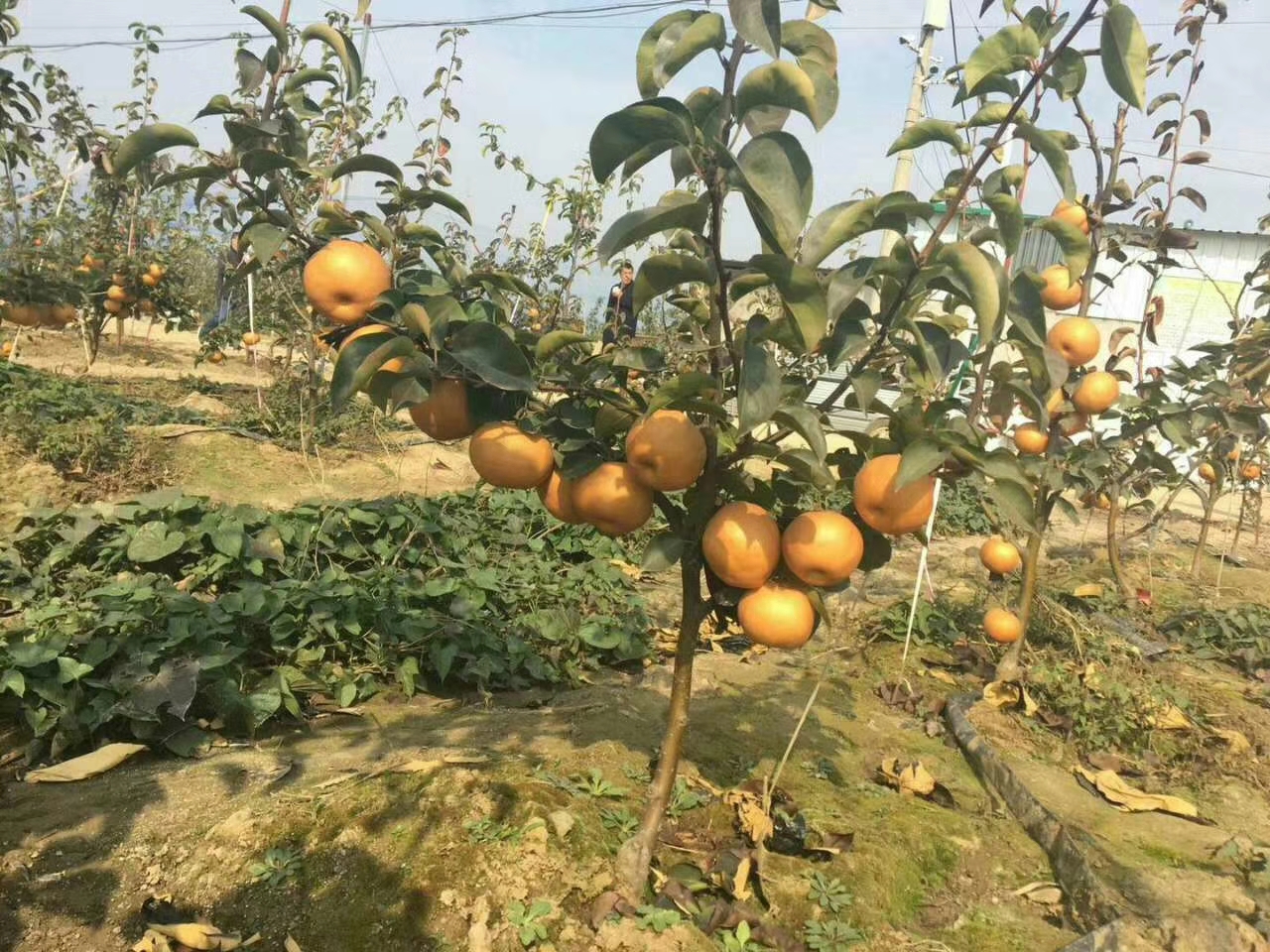 珍寶梨梨樹苗育苗基地，量大優(yōu)惠