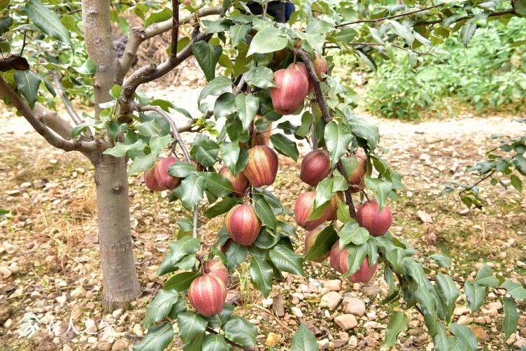 好本號(hào)梨樹苗種植方法，品種全