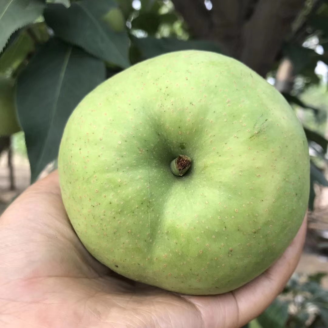 珍寶梨梨樹苗育苗基地，量大優(yōu)惠