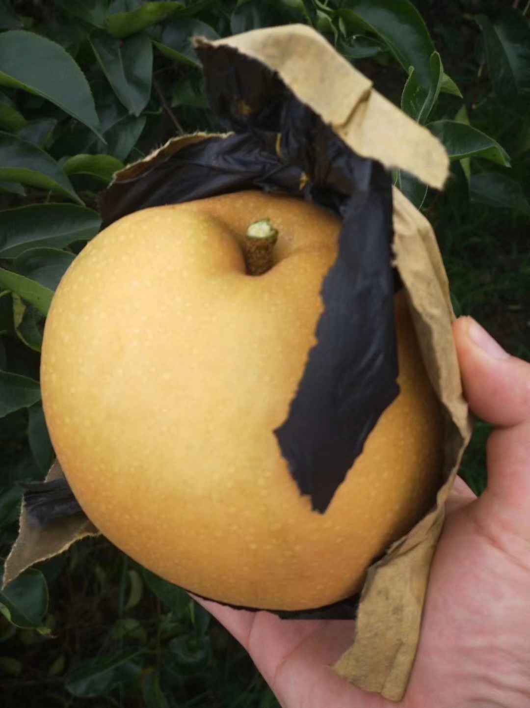 好本號(hào)梨樹苗種植方法，品種全