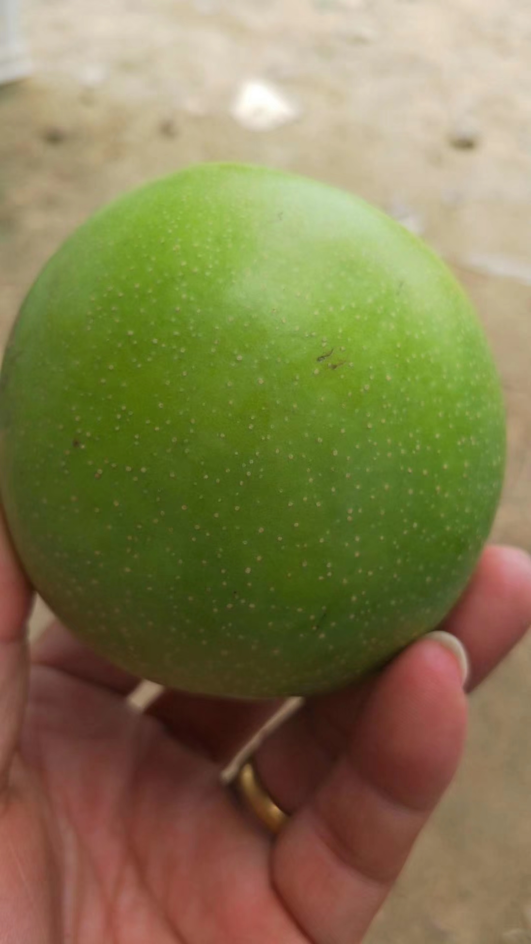 天王梨梨樹苗脫毒苗，免費指導種植技術