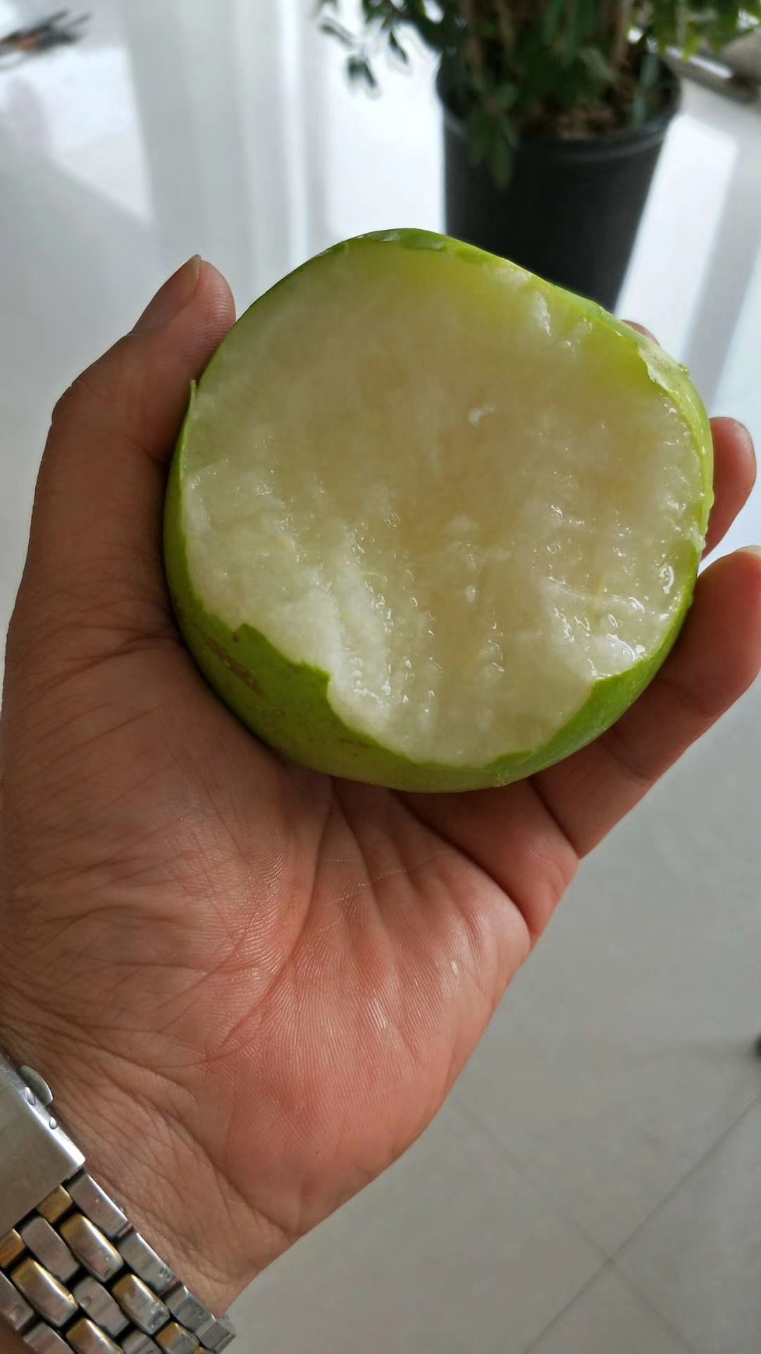 翠玉梨梨樹苗脫毒苗，批發(fā)優(yōu)惠