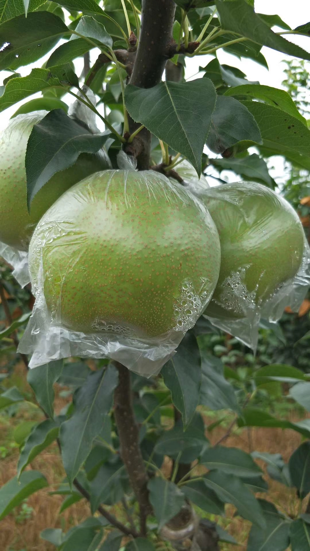 翠玉梨梨樹苗種植技術(shù)，基地選苗