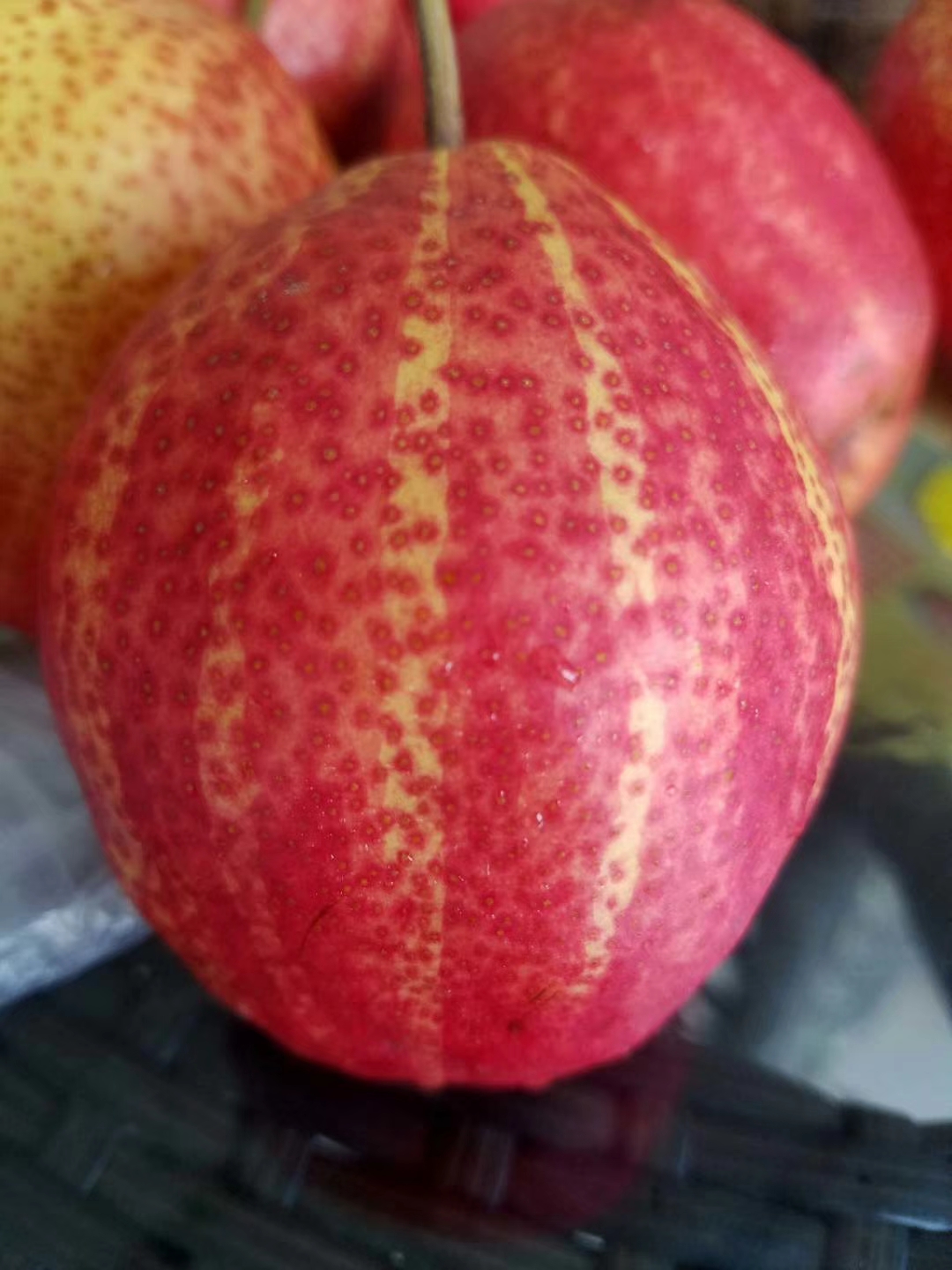 紅星梨梨樹苗種植技術，基地選苗