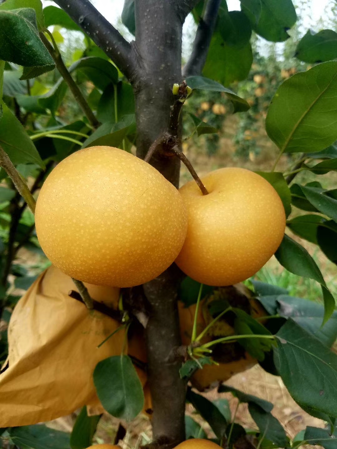 好本號梨樹苗技術(shù)，品種全