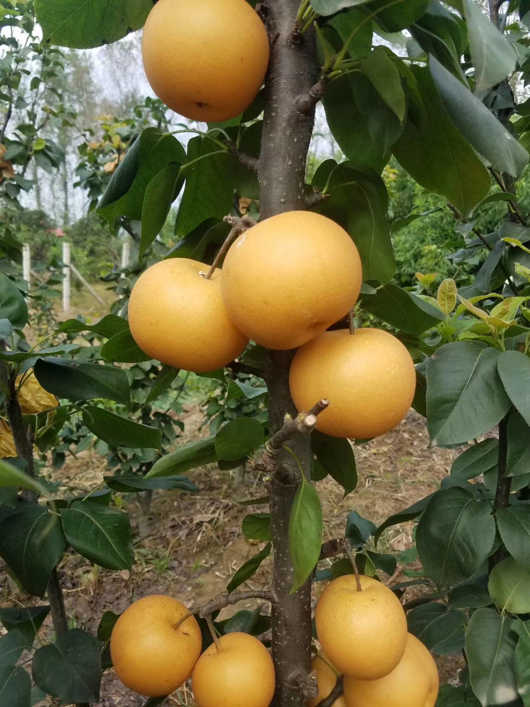 天王梨梨樹苗脫毒苗，免費指導種植技術