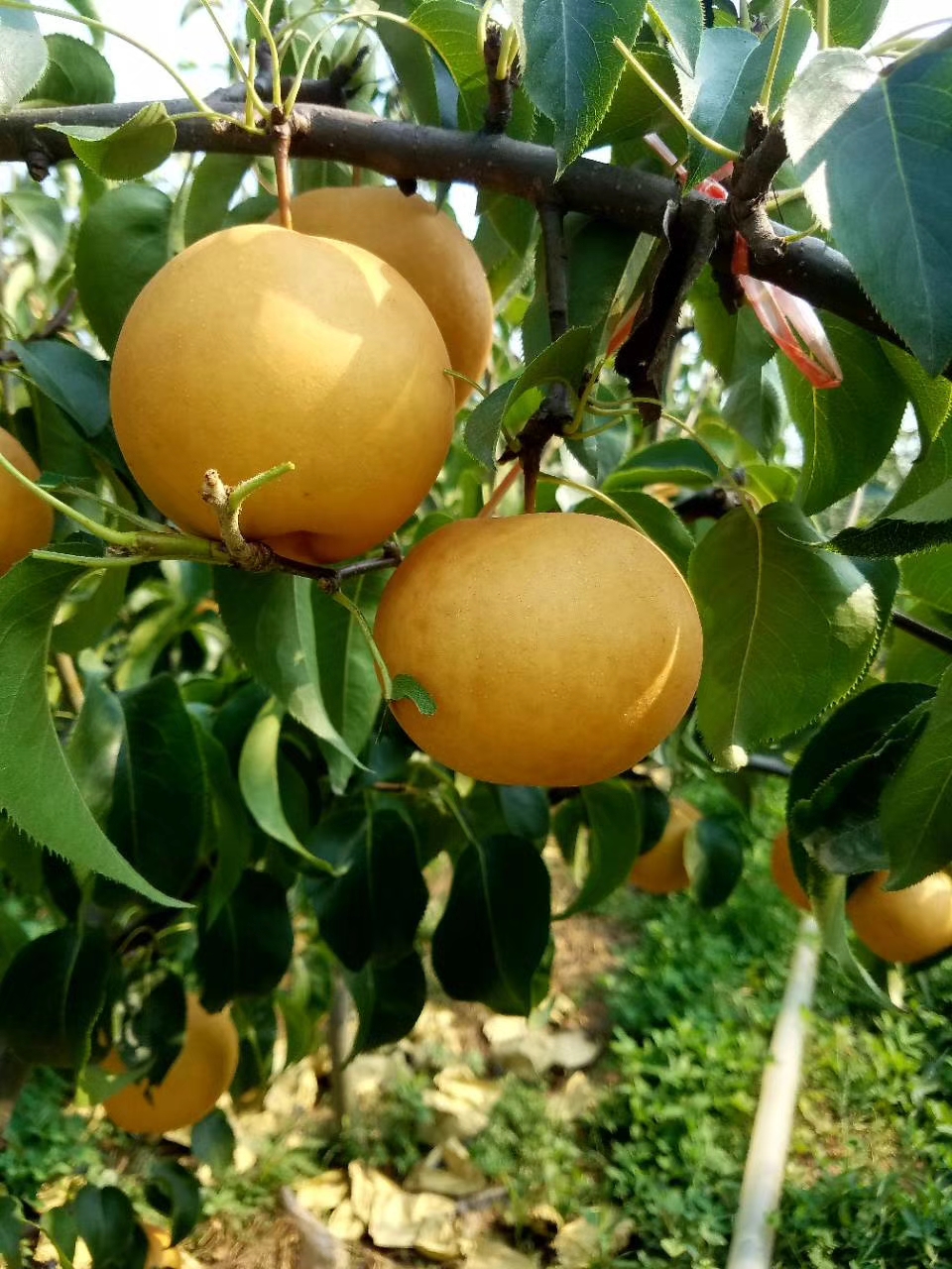 翠玉梨梨樹苗種植技術(shù)，基地選苗