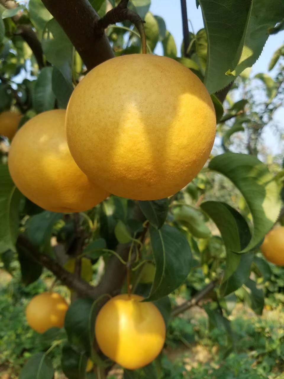 豐水梨梨樹苗脫毒苗，免費(fèi)指導(dǎo)種植技術(shù)