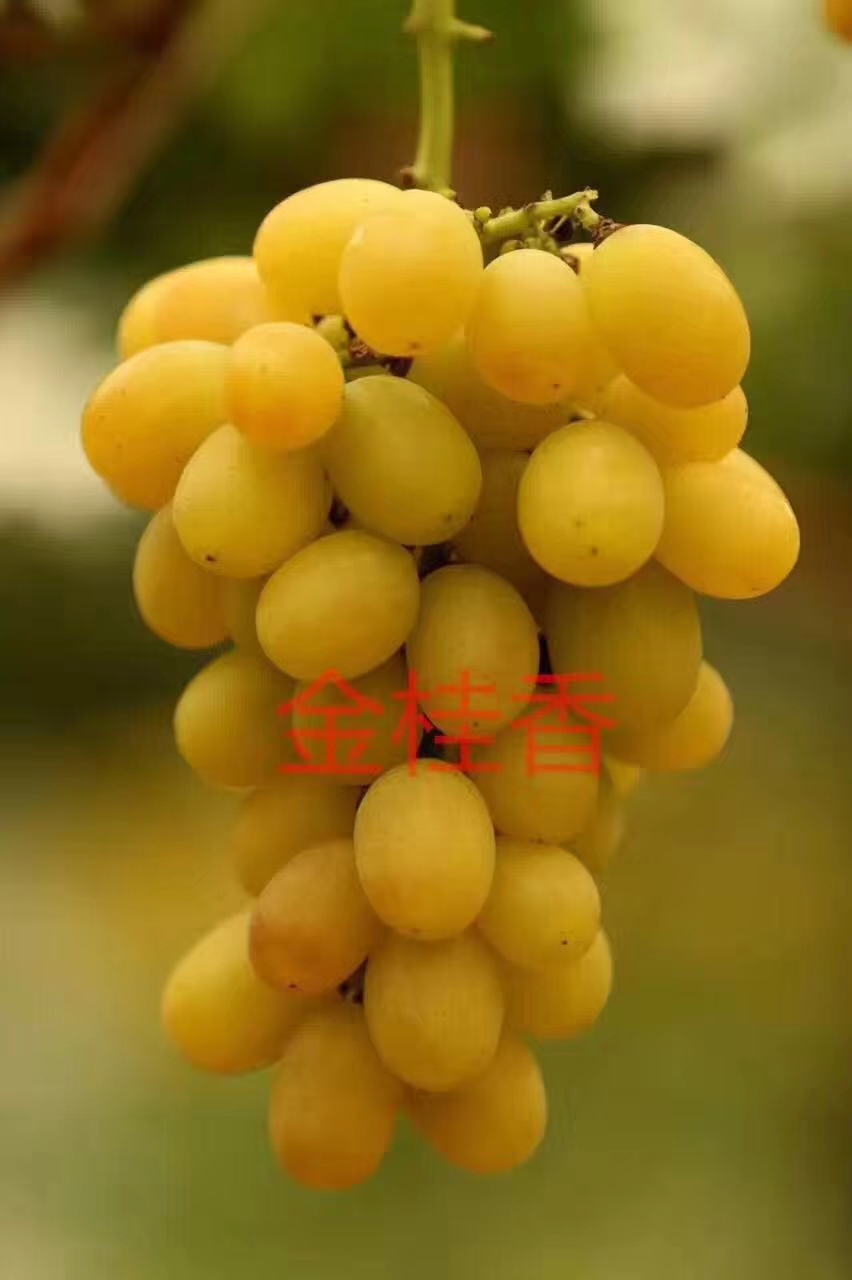 mmexport25