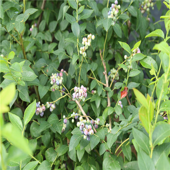 北村蓝莓苗超甜品种