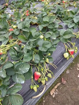 白雪天使草莓苗便宜、白雪天使草莓苗山东种植基地