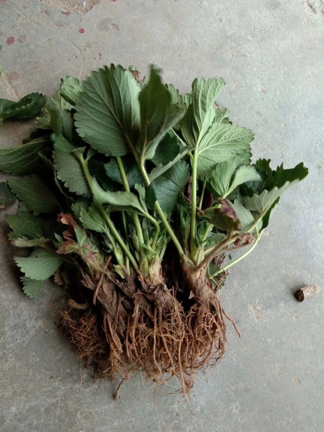 二代脫毒草莓苗批發(fā)價格、二代脫毒草莓苗價格報(bào)價