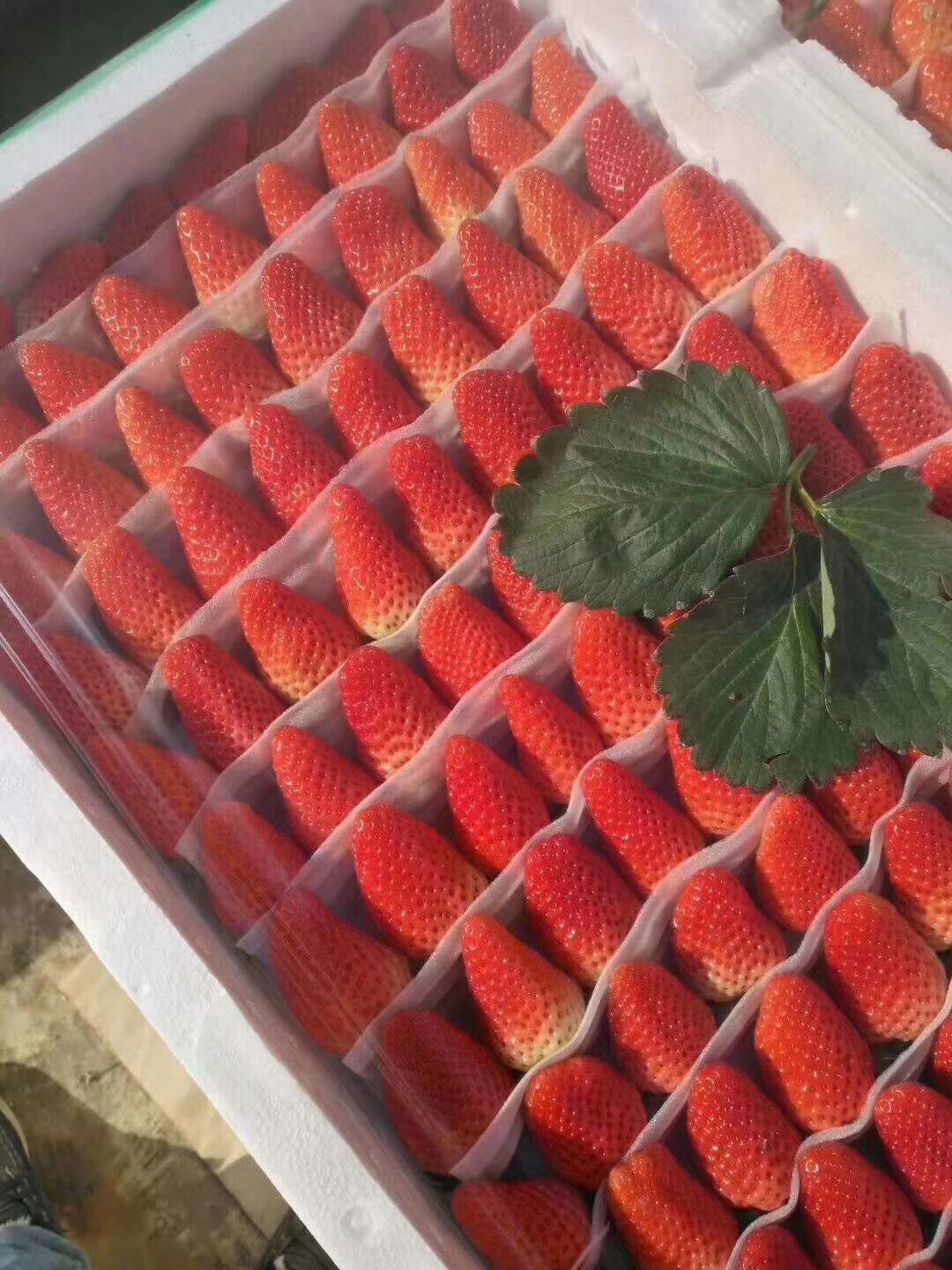 蒙特瑞草莓苗批發價格、蒙特瑞草莓苗價格報價