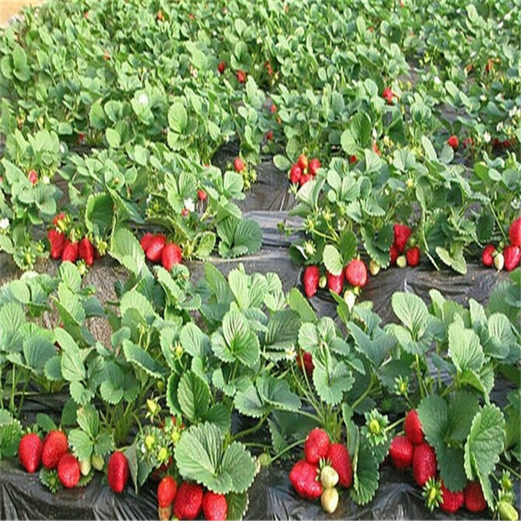 長(zhǎng)虹草莓苗便宜、長(zhǎng)虹草莓苗山東種植基地